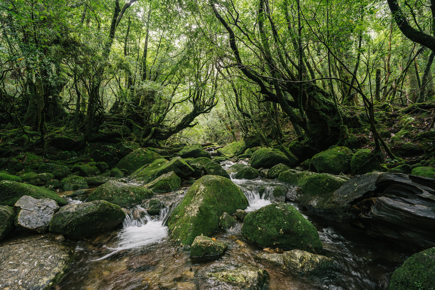 9KOS Okawali Candle | Yakushima Forest from Yakushima, Kagoshima
