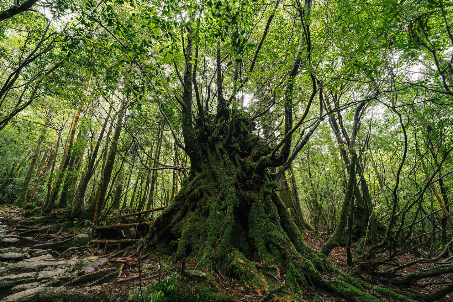 9KOS Okawali Candle | Yakushima Forest from Yakushima, Kagoshima