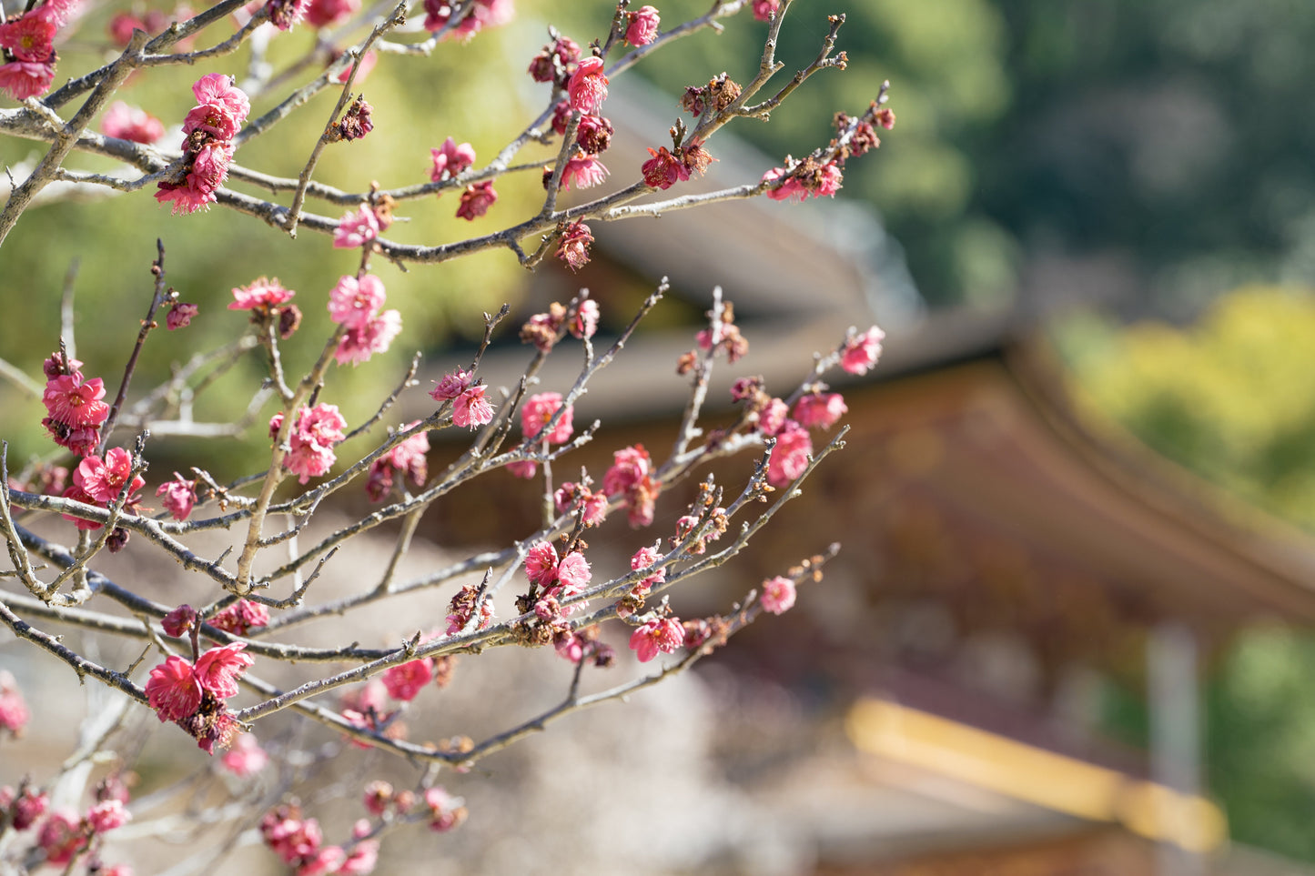 9KOS Okawali Candle | Ume & Cedarwood from Dazaifu, Fukuoka