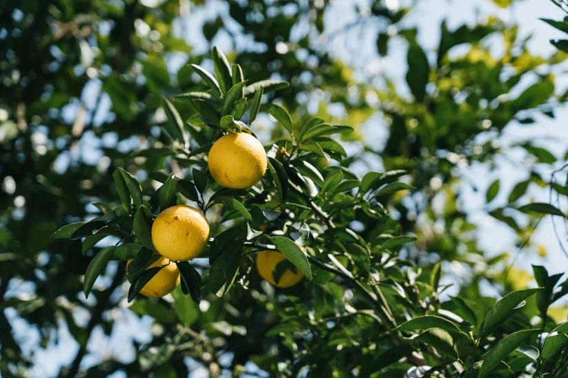 9KOS Okawali Candle | New Summer Orange from Nichinan, Miyazaki