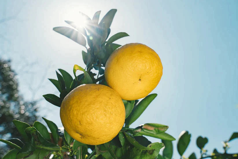 9KOS Okawali Candle | New Summer Orange from Nichinan, Miyazaki